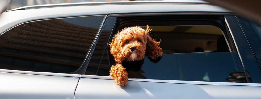Dieren aan boord-wie betaalt de schade